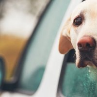 Perché il mio cane uggiola e piange in auto? (cause e soluzioni)