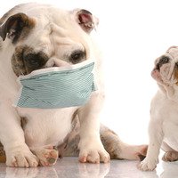 Quanto sono comuni le allergie nei cani?