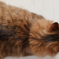 Disturbi della digestione nei gatti: le cause, diagnosi e trattamenti