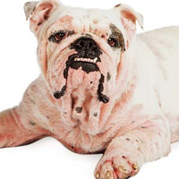 La rogna sarcoptica nei cani (scabbia canina): segni, sintomi e cure
