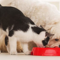 Alimentazione casalinga per cani e gatti: Consigli per un dieta casalinga (con ricette)