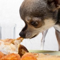 Come assicurarvi di non dare mai cibo avariato al vostro cane