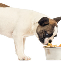Intolleranze e allergie alimentari dei cani: cause e soluzioni