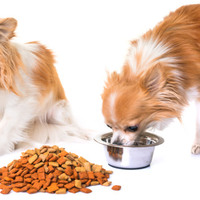 Cibo per cani: come scegliere una dieta sana ed equilibrata per il vostro cane
