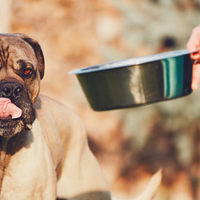 Perché gli antiossidanti sono importanti nel cibo per cani