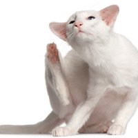 Pulci dei gatti: Rimedi (e trattamenti) naturali per eliminare le pulci