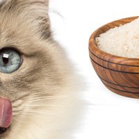 I gatti possono mangiare il riso?