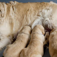 Come aiutare il vostro cane a aumentare la produzione di latte materno