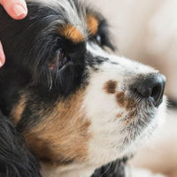 L'alimentazione ideale per cani con l'artrite