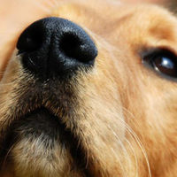 Il tuo cane ha il naso screpolato? Cause e soluzioni