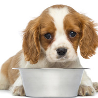 Integratori di magnesio per cani: 5 motivi per introdurre il magnesio nella dieta del proprio cane
