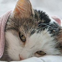 Come prendersi cura di un gatto FIV-positivo