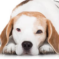 Occhio rosso nel cane: cause e soluzioni