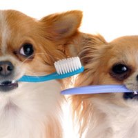 5 errori da evitare quando lavate i denti al vostro cane