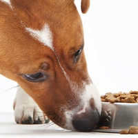 Cosa rende un cane aggressivo verso il cibo?