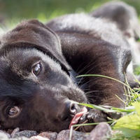 Tipi di rogna nei cani: capirne le differenze (e relative cure)