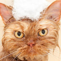 Perché i Gatti Odiano così Tanto l’Acqua?