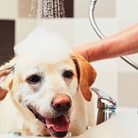 Ogni quanto tempo si deve lavare il cane?