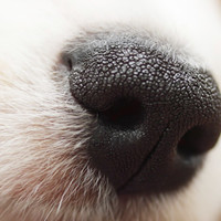 Come stimolare (e affinare) l'olfatto del vostro cane