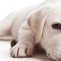 Le 5 cause che possono provocare un attacco di colite nei cani