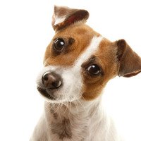 La coprofagia: perché il cane mangia le feci del gatto?