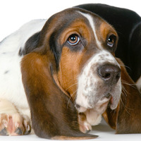 Le cause più comuni dietro le malattie epatiche nei cani