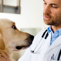 Trattamenti per i cani con il cancro: la differenza tra chemioterapia e radioterapia