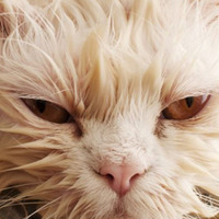 Come fare il bagno al gatto senza che sia... un bagno di sangue!