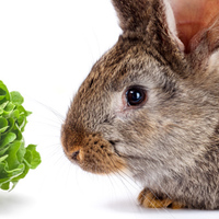 I conigli possono mangiare l’insalata?