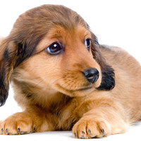 La rogna nei cuccioli di cane: cause, sintomi e cure