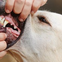 La cura dentale di un cane in base all'età