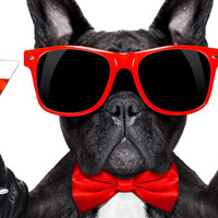 Perché il vostro cane non dovrebbe mai ingerire alcool