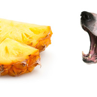 I cani possono mangiare ananas? L'ananas fa bene o male ai cani?