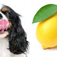 I cani possono mangiare il limone o è meglio evitare perché potrebbero star male? [Cerchiamo di scoprirlo]