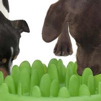Le ciotole per cani pensate per rallentare l'assunzione di cibo e la masticazione: quando possono servire?