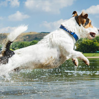 Prebiotici per i cani: 6 cose che dovreste assolutamente sapere