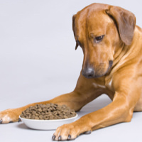La scioccante verità sul cibo commerciale per cani