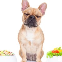 I benefici delle fibre nel cibo per cani