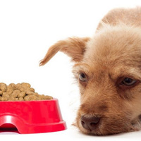 Come riconoscere il cibo per cani fatto con carne di bassa qualità