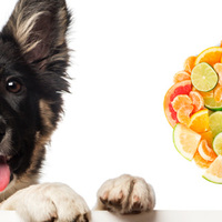 Vitamina C per cani: ecco perché è essenziale secondo la scienza