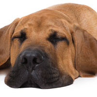 Rimedi (collaudati) per alleviare il dolore dei cani affetti da artrite [Scientificamente comprovati]