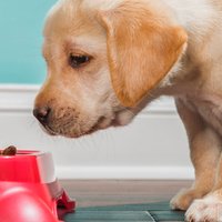 L'alimentazione del cane in base all'età (guida completa)