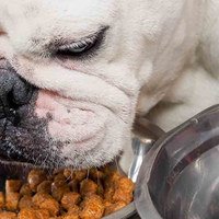 Cambiare l'alimentazione del cane: quando, perché e come gestirla