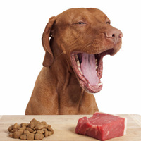 Quattro regole utili per rivelare il reale contenuto di carne in un alimento per cani