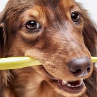 Il cibo secco per cani ed il mito dei denti più sani e puliti