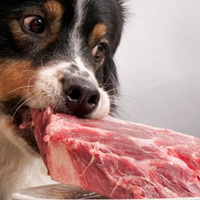 Cosa mangiano i cani? Brevi linee guida sulla nutrizione canina
