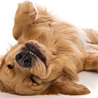 Atrofia muscolare nei cani: cause dimostrate, prevenzione e trattamenti
