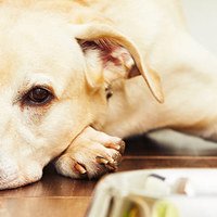 11 problemi digestivi nei cani: come prevenirli e curarli
