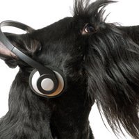 Ai cani piace la musica? Gli scienziati dicono di sì, ecco la musica da ascoltare