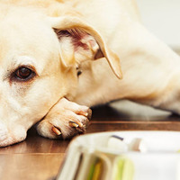 9 suggerimenti per nutrire cani con stomaco sensibile